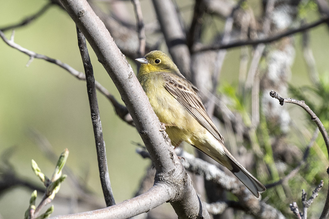 Cinereous Bunting
